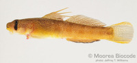 : Sicyopterus pugnans