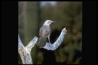 : Toxostoma curvirostre; Curve-billed Thrasher