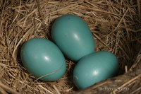 : Turdus migratorius; American Robin