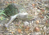 : Mauremys caspica