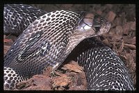 : Naja naja; Indian Spectacled Cobra