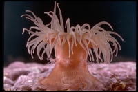 : Epiactus prolifera; Proliferating Sea Anemone