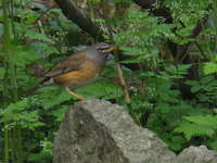 Turdus obscurus Eye-browed Thrush マミチャジナイ♂