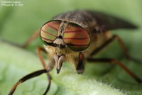 Hybomitra tropicus Foto/billede af