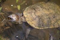 Saw-shelled Turtle