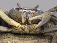 Cardisoma guanhumi - Blue Land Crab