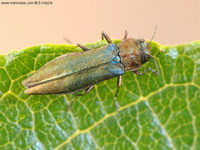 Agrilus viridis