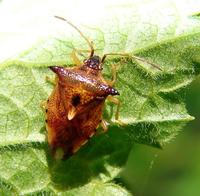 Elasmucha ferrugata