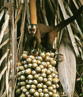 Tufted capuchin (Cebus apella)