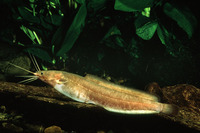 Clarias liocephalus, Smoothhead catfish: fisheries