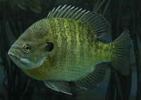 Lepomis macrochirus, Bluegill: fisheries, aquaculture, gamefish, aquarium