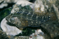 Chasmodes bosquianus, Striped blenny:
