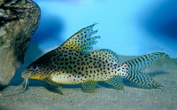 Synodontis eupterus, Featherfin squeaker: aquarium