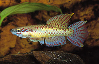 Aphyosemion loennbergii, : aquarium