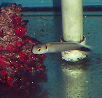 Hoplolatilus fourmanoiri, Yellow-spotted tilefish: aquarium