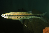 Luciosoma pellegrinii, :