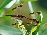 Sympetrum pedemontanum