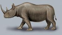 Image of: Diceros bicornis (black rhinoceros)