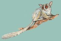 Image of: Galago senegalensis (Senegal galago)