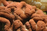 Lobophyllia hemprichii