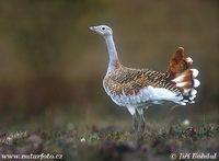 Otis tarda - Great Bustard