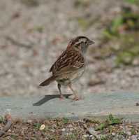 Zonotrichia albicollis - White-throated Sparrow