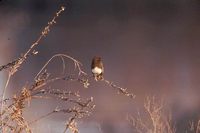 Sayornis nigricans - Black Phoebe