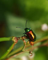 Image of: Chrysochus auratus