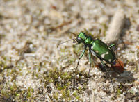 Image of: Cicindela sexguttata