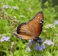 Image of: Danaus gilippus (queen butterfly)