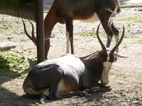 Damaliscus pygargus phillipsi - Blesbok