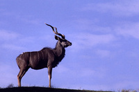 Tragelaphus strepsiceros - Greater Kudu