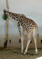 Giraffa camelopardalis rothschildi - Rothschild's Giraffe