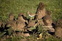 Image of: Actitis hypoleucos (common sandpiper)