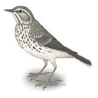 Image of: Anthus berthelotii (Berthelot's pipit)