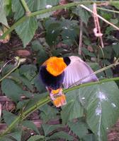 Image of: Euplectes franciscanus (northern red bishop)