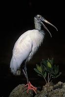 Image of: Mycteria americana (wood stork)