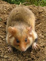 Cricetus cricetus - Common Hamster
