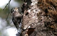 Image of: Picoides tridactylus (Eurasian three-toed woodpecker)