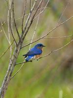 Image of: Sialia sialis (eastern bluebird)