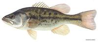 Image of: Micropterus salmoides (bigmouth bass)