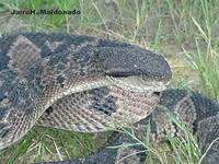 Image of: Lachesis muta (bushmaster)