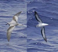 Black-winged Petrel - Pterodroma nigripennis