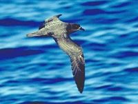 Providence Petrel - Pterodroma solandri