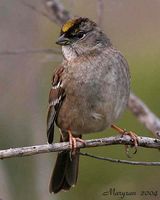 Golden-crowned Sparrow - Zonotrichia atricapilla