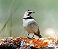 Horned Lark - Eremophila alpestris