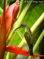Little Spiderhunter - Arachnothera longirostra