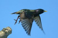 Common Starling