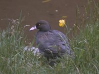 Blue Duck - Hymenolaimus malacorhynchos