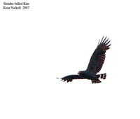 Slender-billed Kite - Rostrhamus hamatus